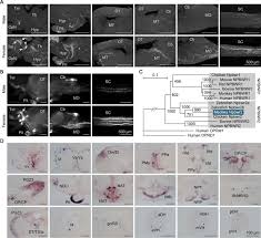 Neuropeptide B mediates female sexual receptivity in medaka fish, acting in  a female-specific but reversible manner | bioRxiv