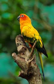Green Cheek Conures Breeding?!?! Help : R/Conures