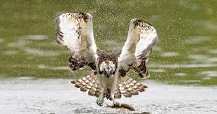 Waarneming.nl heeft aparte softwaremodules voor mobiele apparaten: De Mysterieuze Visarend Toont De Kracht Van De Biesbosch Maar Waar Blijft Het Vrouwtje Oosterhout Bndestem Nl