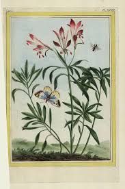 Image result for Alstroemeria pulchella