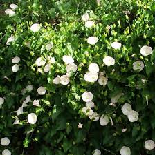 Your comments and suggestions will help those who are new in #gardening and searching what to grow for shade along with flowers. 28 Vines Los Angeles Ideas Vines Plants Planting Flowers