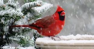 Attracting Cardinals In Winter Months Lyric Wild Bird Food 14 / 371 cardinal head mascot stock photo by earlferguson 26 / 774 male northern cardinal stock photographs by natureguy 10 / 232 cardinal in winter pictures by stevebyland 3 / 265 cardinal stock photography by njnightsky 7 / 465 fiery. attracting cardinals in winter months