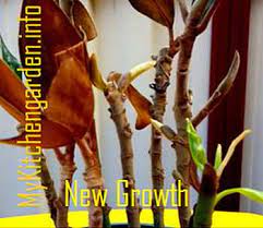 Where to plant magnolia tree? How To Grow Magnolia Tree From Cuttings Magnolia Propagation