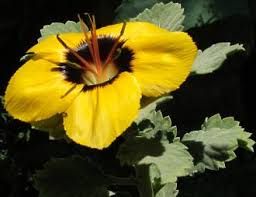 Image result for Turneraceae