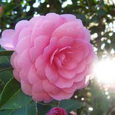 Their cheerful petals could provide color to your landscape if you plant them on retaining walls and banks around your home. 5 Shrubs To Plant For Winter Colour