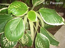 Image result for Landolphia bruneelii