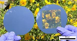 Schultz is a professor in the division of these plants are moving with purpose, which means they must be aware of what is going on around them. Tiny Holes Turn Silicon Solar Cells Transparent Research Chemistry World