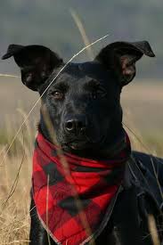 Dogs have always been intrigued by people food. Dog Friendly Ornamental Grasses Florissa Flowers Roses And Moreflorissa Flowers Roses Fruits And Veggies