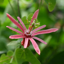 Image result for Passiflora sanguinolenta