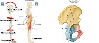 Hip pain has a number of causes, most of which are related to degeneration, injury, or inflammation of the muscles, bones, joints, and tendons located in the hip area. Pain In Right Side And Hip Area Hip Reflector Muscle