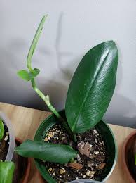Image result for Apocynaceae subfamily Periplocoideae