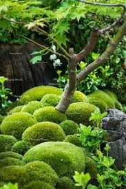 Botany Press Moss Garden Modern Japanese Garden Small Japanese Garden