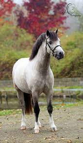 The welsh pony section a is strong; Tumblr Welsh Pony Pony Breeds Pretty Horses
