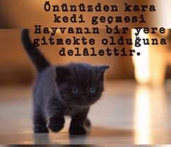 Kara Kedi Gormek Ne Anlama Gelir Petbutik35