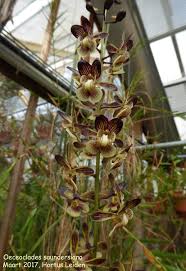 Image result for Oeceoclades saundersiana