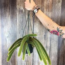 And, a large cleistocactus winteri, also known as golden rat tail, and a couple of 10 year old golden barrels. The Rat Tail Cactus Everything You Need To Know Succulent City
