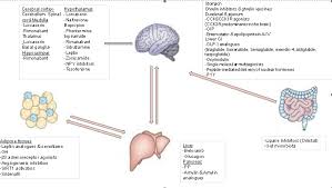 Existing And Emerging Molecular Targets For The Pharmacotherapy Of Obesity Endotext Ncbi Bookshelf