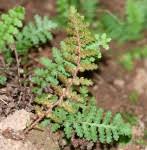 Image result for Asplenium uhligii