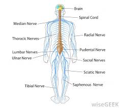 What Is The Endocannabinoid System With Picture Nervous System Diagram Nervous System Activities Nervous System Anatomy