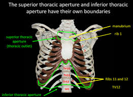 In vertebrate anatomy, ribs (latin: Anatomy Of Chest And Abdomen Flashcards Quizlet
