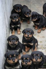 Rottweiler love rottweiler puppies dalmatian puppies cute puppies dogs and puppies german dog breeds pet breeds puppy images training your dog. Cute Rottweiler Puppies Imgur