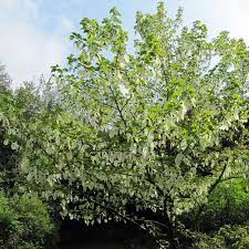 Les fleurs sont petites et blanches à 5 pétales. Arbre A Fleurs Blanches Liste Ooreka