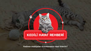 Kedimin Mobilyalari Tirmalamasini Nasil Onlerim Youtube