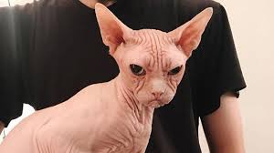Penyakit buah pinggang polikistik keturunan dan penyakit hati adalah lazim dalam baka ini. 6 Jenis Baka Kucing Paling Mahal Di Dunia Hoimedia