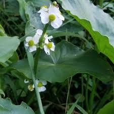 Image result for Alismataceae