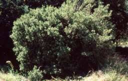 Image result for Diospyros dichrophylla