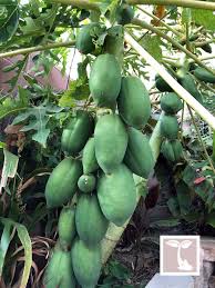 Image result for Carica papaya