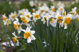 Narcisse Jonquille Planter Entretenir Repiquer Et Multiplier