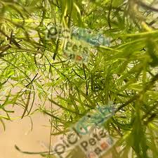 Image result for Najas graminea