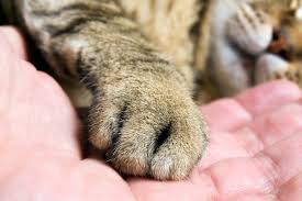 Feeling tiny bits of litter sand between your toes whenever you're barefoot in the home kind of comes with the cat parenting package. Foot Or Toe Cancer In Cats Symptoms Causes Diagnosis Treatment Recovery Management Cost