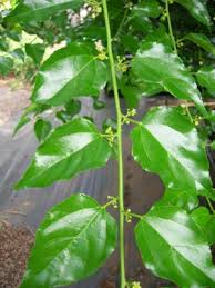 Image result for Colubrina asiatica