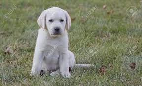 Posted by justme at 10:21 pm. Tiny 7 Week Old Yellow Lab Puppy Stock Photo Picture And Royalty Free Image Image 16918819