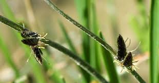 Image result for Cyperus laevigatus