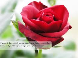 Red Flower With Quotes Beautiful Red Roses Red Rose Pictures Red Roses