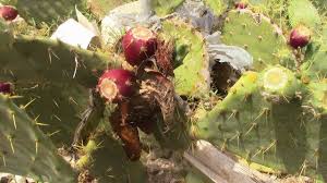(if you purchase the fruit from a store, these glochids should already be removed.) Foraging In Texas Prickly Pear Steemit
