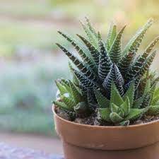 haworthia pflege vermehrung plantura in 2021 pflanzen pflegeleichte pflanzen hochbeet bepflanzen
