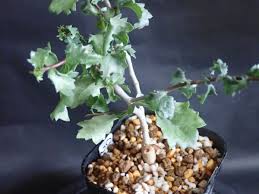 Image result for Commiphora pteleifolia