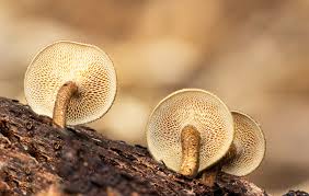 Image result for Stylochaeton puberulus
