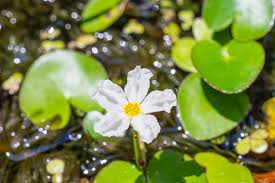 Image result for Nymphoides forbesiana