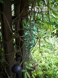 Image result for Strongylodon macrobotrys