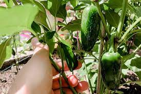 The root system of the jalapeno pepper is deep enough to utilize deep water. Harvesting Jalapenos When And How To Pick Properly Pepper Geek