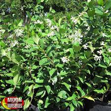 We did not find results for: Star Jasmine Plants Vines Palm Paradise Nursery