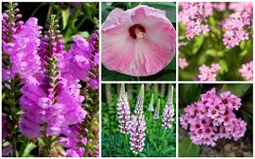 Here's some shots from the bush just outside my office at work 15 Pretty And Pink Perennials That Will Dazzle In Your Garden Garden Lovers Club