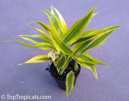 Image result for Dracaena sanderiana