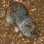 rock squirrel facts from www.animalspot.net