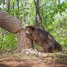 The shoreline of beaver lake is currently allocated into four major categories in accordance with 36 cfr 327.30, shoreline management of civil works projects. How To Trap Beavers Beaver Trapping Havahart